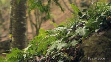 温带雨林的年轻蕨类和苔藓的细节